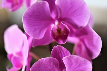 Obraz na płótnie Canvas An Image of a orchid