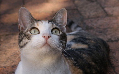 Fototapeta premium Sweet face of a female calico or tortoiseshell cat staring upwards.
