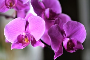 Fototapeta na wymiar An Image of a orchid