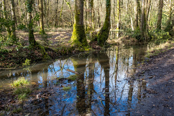 Fototapeta na wymiar Tree reflections in woodland river