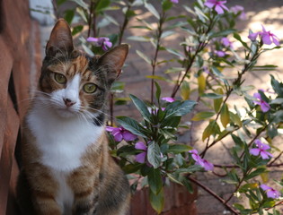 Beautiful calico cat with ginger, black and white sitting next to pink flowers.