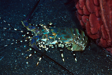 Incredible Underwater World - Ornate Spiny Lobster - Panulirus ornatus (living underneath Xestospongia testudinaria). Diving in Bali.