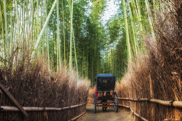 A rickshaw trip inside the bamboo grove