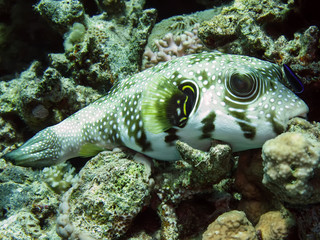Whitespotted puffer (Arothron hispidus)