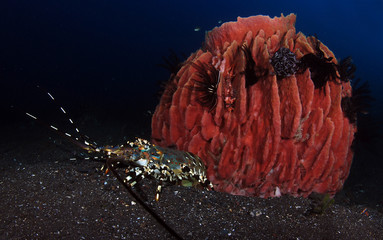 Incredible Underwater World - Ornate Spiny Lobster - Panulirus ornatus (living underneath Xestospongia testudinaria). Diving in Bali. - Powered by Adobe