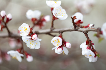 Sakura blossom background.