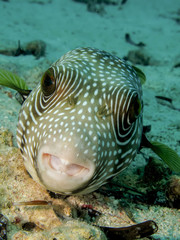 Whitespotted puffer (Arothron hispidus)