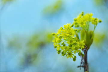 Shiny spring photo. First foliage.