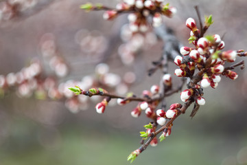 Sakura blossom background.