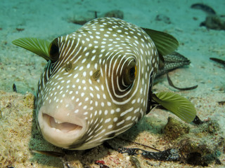 Whitespotted puffer (Arothron hispidus) © lilithlita
