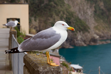 Big seagull sits on a fence over the sea in the city of Portovenere Italy, Europe
