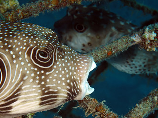 Whitespotted puffer (Arothron hispidus) © lilithlita