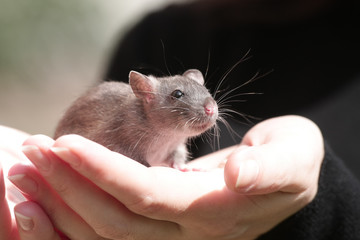 Cute little rat on woman's hands