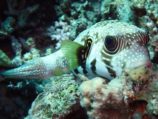 Whitespotted puffer (Arothron hispidus) © lilithlita