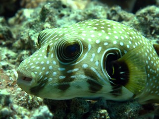 Whitespotted puffer (Arothron hispidus) © lilithlita