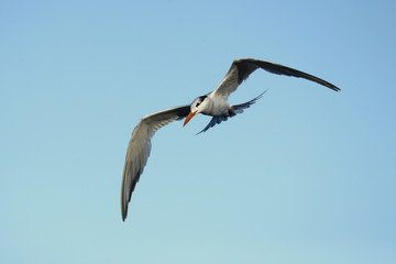 Royal tern (Thalasseus maximus) is a tern in the family Laridae. Taken in Costa Rica