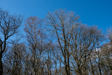 Line of trees against a blue sky, Malvern Worcestershire