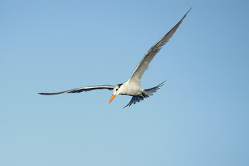 Fototapeta premium Royal tern (Thalasseus maximus) is a tern in the family Laridae. Taken in Costa Rica