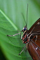 Detail of a large exotic butterfly