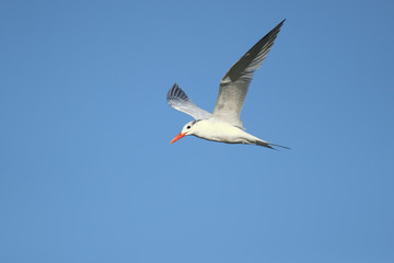 Royal tern (Thalasseus maximus) is a tern in the family Laridae. Taken in Costa Rica