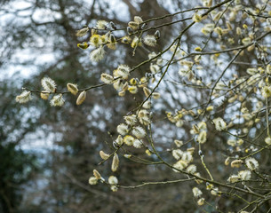 Pussy Willow Tree Salix caprea in spring