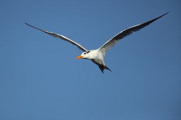 Royal tern (Thalasseus maximus) is a tern in the family Laridae. Taken in Costa Rica