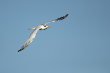Royal tern (Thalasseus maximus) is a tern in the family Laridae. Taken in Costa Rica