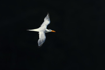 Royal tern (Thalasseus maximus) is a tern in the family Laridae. Taken in Costa Rica