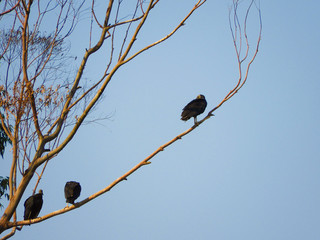 Vultures sunny day