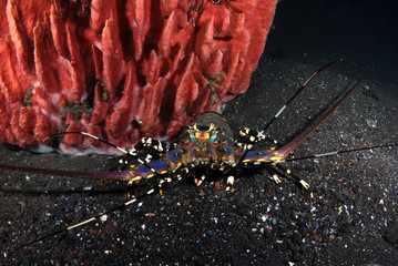 Incredible Underwater World - Ornate Spiny Lobster - Panulirus ornatus (living underneath Xestospongia testudinaria). Diving in Bali.