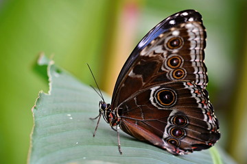Detail of a large exotic butterfly
