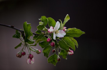 Apfelbaum Blühte