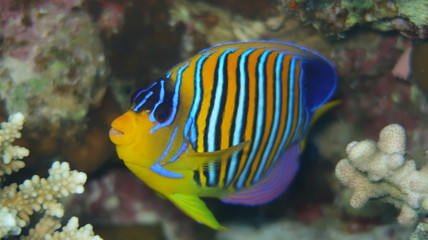  regal angelfish (Pygoplites diacanthus) or royal angelfish swimming in front of the beautiful panorama reef in the Red Sea in Egypt