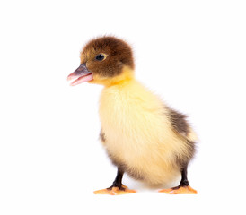 Newborn duckling isolated on white background. Duck with clipping path.