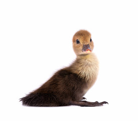 Newborn duckling isolated on white background. Duck with clipping path.