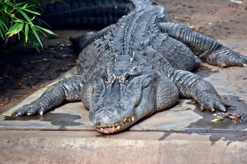 this is a close up of an american alligator