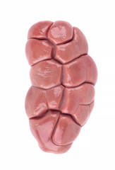 Beef kidney raw isolated on white background. Close Up. Cow kidney isolated.
