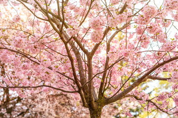 Beautiful tender tree blossom in sun light, floral background, spring blooming flowers