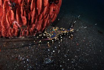 Incredible Underwater World - Ornate Spiny Lobster - Panulirus ornatus (living underneath Xestospongia testudinaria). Diving in Bali.