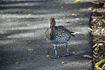 Australian wood maned duck walking