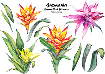 Set of guzmania bromeliad flowers. Watercolor illustration on white background.