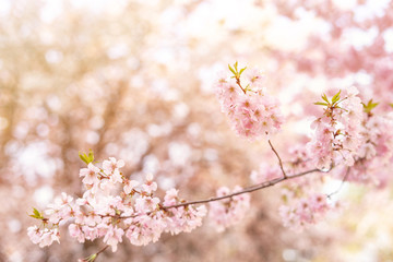 Beautiful tender tree blossom in sun light, floral background, spring blooming flowers