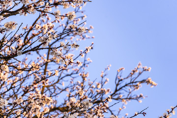 Beautiful tender cherry tree blossom in morning purple sun light, floral background, spring blooming flowers