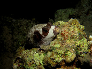 Masked Puffer (arothron diadematus). Taken in Red Sea, Egypt. © lilithlita
