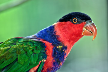 A close up of a black capped lory