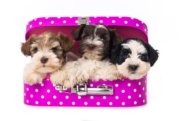 Three puppies in a suitcase