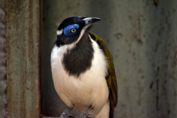 A close up of a  blue faced honeyeater