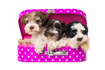 Three cute puppies in a suitcase