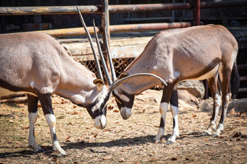 Fight battle gemsbok antelope / Oryx gazella animals wildlife south africa