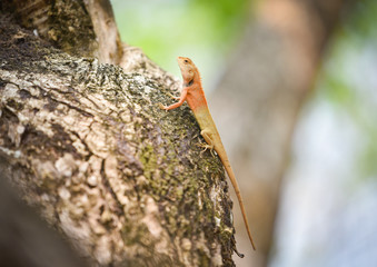 Garden lizard on tree / common brown lizard asia reptile wildlife on natute (Oriental garden lizard)